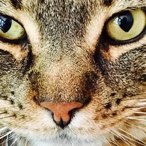 Meet your Posher, Morris